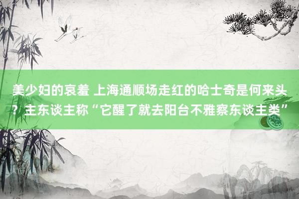 美少妇的哀羞 上海通顺场走红的哈士奇是何来头？主东谈主称“它醒了就去阳台不雅察东谈主类”